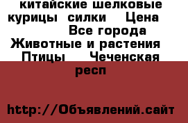 китайские шелковые курицы (силки) › Цена ­ 2 500 - Все города Животные и растения » Птицы   . Чеченская респ.